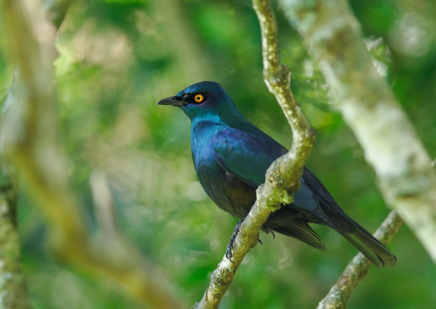 Black Starling